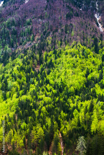 Alpine forest at Kranjska Gora, Juilan Alps, Triglav National Park, Upper Carniola, Slovenia © Matthew