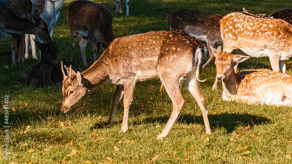 Beautiful Dama, fallow deer, on a sunny day in summer Beautiful Dama, fallow deer, on a sunny day in summer