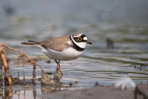 Obraz Sieweczka rzeczna brodząca w wodzie blisko