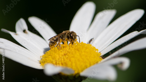 Pszczoła oblepiona pyłkiem zbiera nektar z białego kwiatu