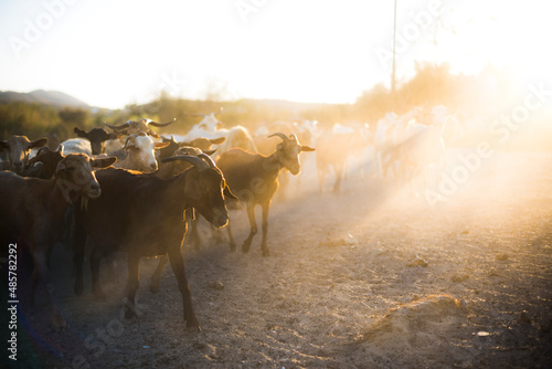 Quadro su tela Goat Herder, Mojacar, Andalucia, Almeria, Spain