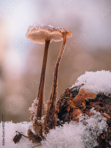 Nahaufnahme von einen Paar Ohrlöffel-Stachelinge (Auriscalpium vulgare). Die zusammengewachsenen Hüte sind mit Eiskristallen bedeckt. photo