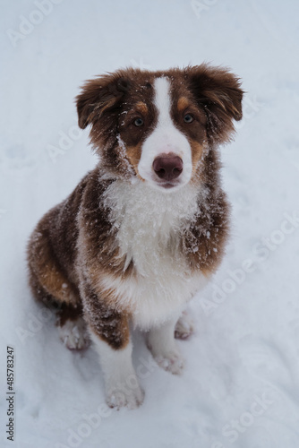 Aussie red tricolor is young dog with green eyes and white stripe on muzzle. Chocolate nose and smart eyes. Portrait of Australian Shepherd puppy in snowy winter close up.