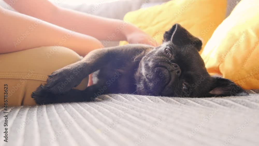 Boy is playing and petting black dog with funny face at home. Slow motion. Animal carrying concept. pug or griffon pet dog. Boy is playing and petting black dog with funny face at home. Slow motion. Animal carrying concept. pug or griffon pet dog.