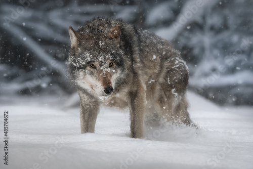 Full-length portrait of a seasoned gray wild wolf  lupus . The wolf stands in an aggressive pose in a snowy forest in a snowfall and looks directly into the camera. Wildlife. Trophy.