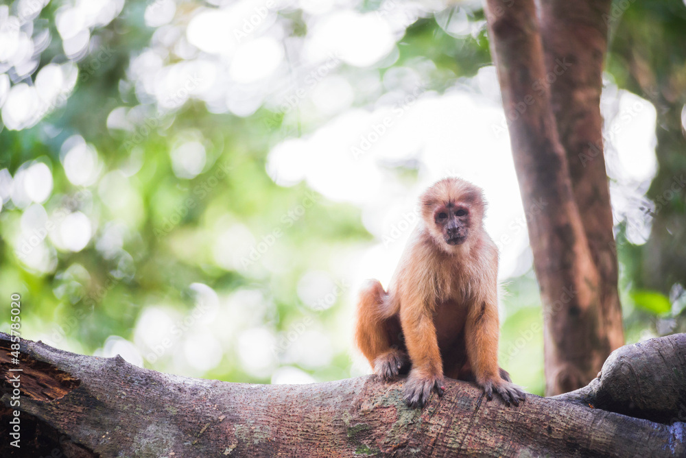 Fototapeta premium White fronted Capuchin Monkey (Cebus albifrons), Monkey Island (Isla de los Monos), Tambopata National Reserve, Peru, South America