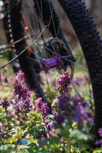 blooming spring forest flowers with bike rides.
Spring cycling in the forest among flowering carpets.