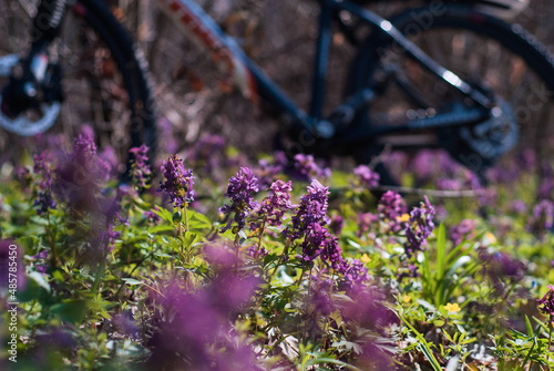 blooming spring forest flowers with bike rides.
Spring cycling in the forest among flowering carpets.