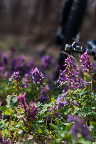 blooming spring forest flowers with bike rides.
Spring cycling in the forest among flowering carpets.