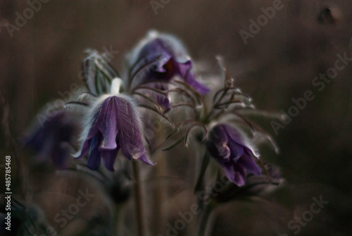 spring flowers in bloom.
Unusual flowering of sleep-grass
