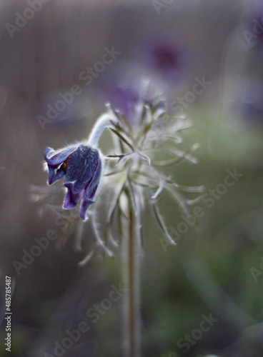 spring flowers in bloom.
Unusual flowering of sleep-grass