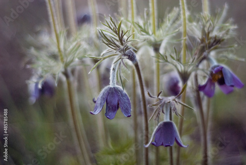 spring flowers in bloom.
Unusual flowering of sleep-grass