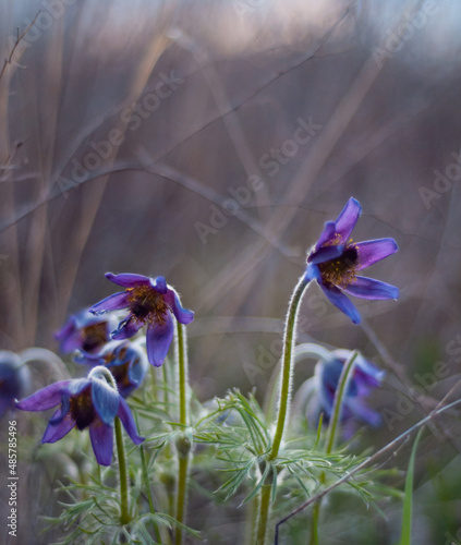 spring flowers in bloom.
Unusual flowering of sleep-grass