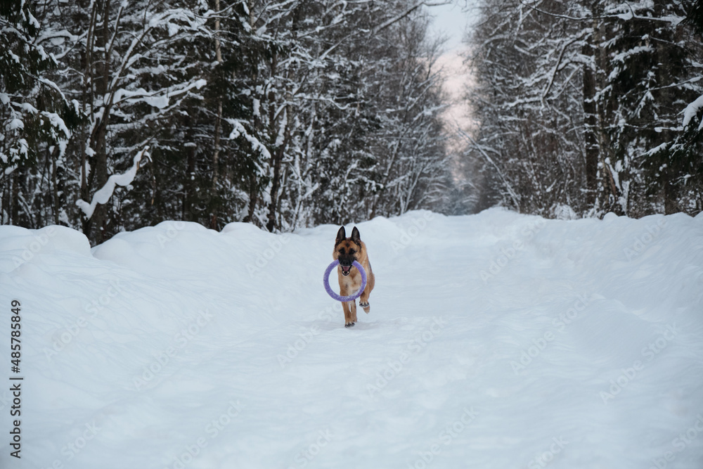 Active and energetic walk with dog in winter park. Outdoor games. Red and black German Shepherd is running fast along snowy forest road with blue round toy in teeth.
