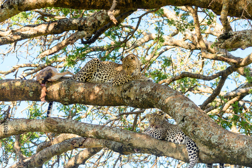 Two leopards in a tree in Tanzania 