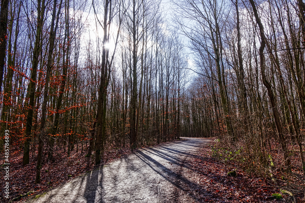 Fototapeta premium Wald mit Wanderweg und Wintersonne