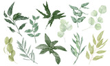 Set of green leaves of different shapes