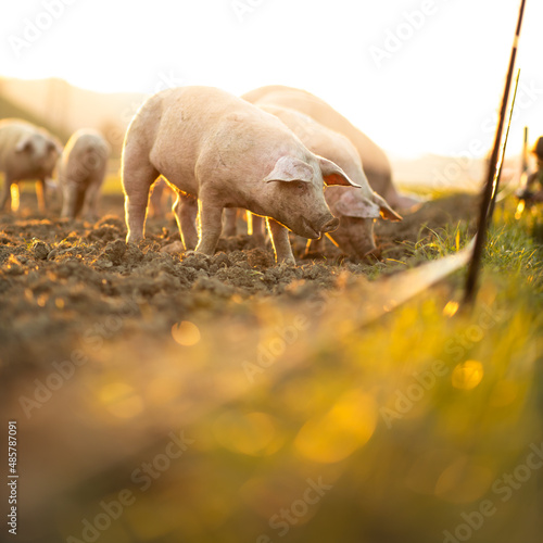 Fototapeta Pigs eating on a meadow in an organic meat farm - wide angle lens shot