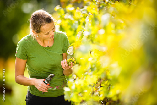 Photos Woman picking grape during wine harvest