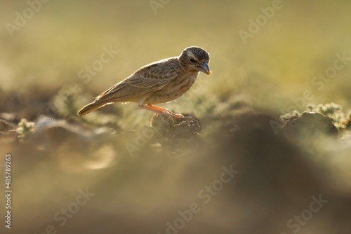 Ashy crowned sparrow lark at farm. Eremopterix griseus. The ashy-crowned sparrow-lark is a small sparrow-sized member of the lark family. photo