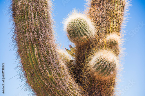 Cactus needles, Cactus National Park (Parque Nacional Los Cardones), Cachi Valley, Calchaqui Valleys, Salta Province, North Argentina, South America