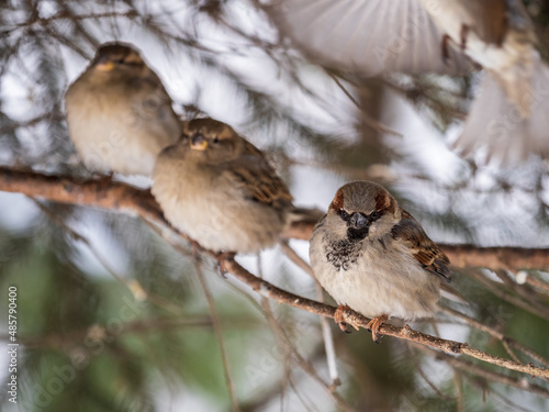 Three Sparrows sits on a fir branch in the autumn or winter
