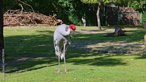 The Sarus crane, Grus antigone is a large non-migratory crane found in parts of the Indian Subcontinent, Southeast Asia and Australia.  photo