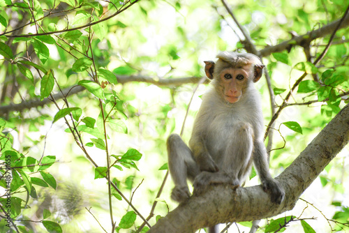 jeune macaque à toque portrait sur arbre