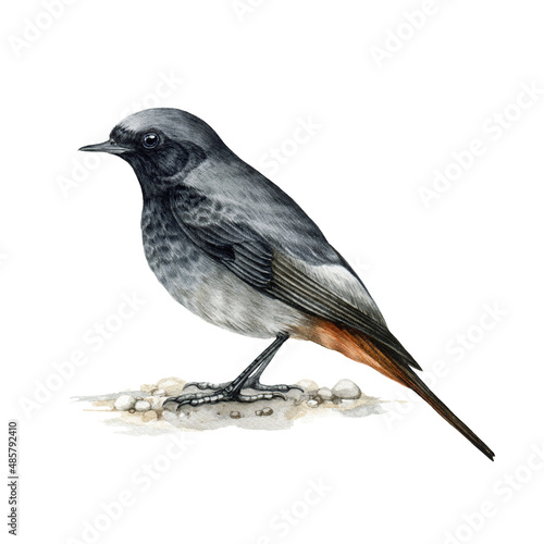 Slika na platnu Black redstart bird