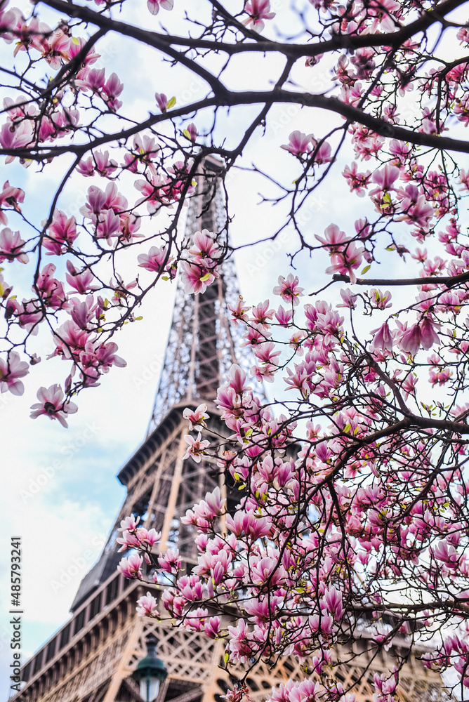 Paris blossom magnolia spring eiffel france