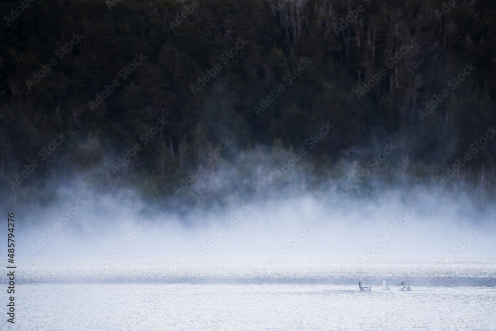 Ducks on a misty Lake Nahuel Huapi at sunrise, Villa la Angostura, Neuquen, Patagonia, Argentina, South America Ducks on a misty Lake Nahuel Huapi at sunrise, Villa la Angostura, Neuquen, Patagonia, Argentina, South America