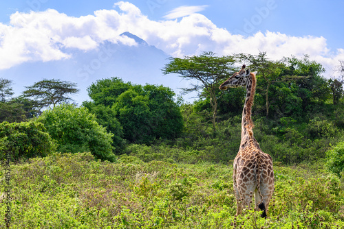 Giraffe in the wild in Arusha NP in Tanzania with Mt. Meru in background