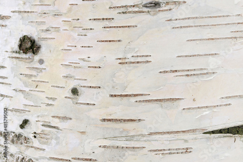 Vászonkép White birch bark with dashes natural background.