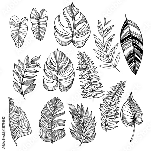 Tropical leaves.  Sketch illustration.