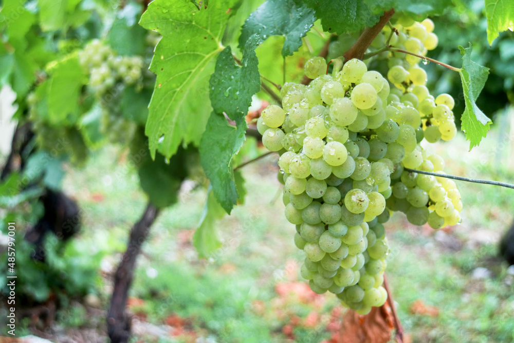 A shrub of ripe white grapevine ready to harvest on its tree and branches with drop of dew after rain in French viticulture vineyard with nature greenery background 
