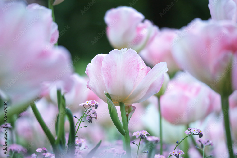 A close up of blooming bud of pink pastel color tulips in garden during spring time with nature greenery bokeh background