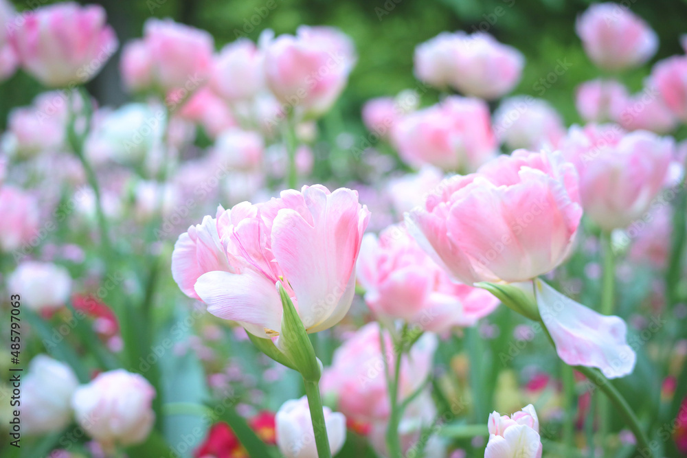 A close up of blooming bud of pink pastel color tulips in garden during spring time with nature greenery bokeh background A close up of blooming bud of pink pastel color tulips in garden during spring time with nature greenery bokeh background