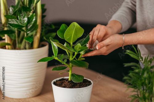 people taking care of houseplant at home. Engaging hobby