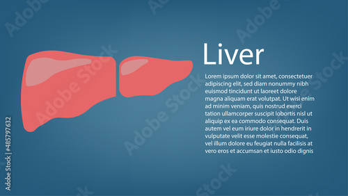 Realistic liver anatomy structure. Vector hepatic system organ, digestive gallbladder organ. Human liver for medical drugs, pharmacy and education design.