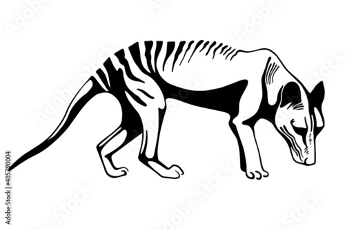 vector tasmanian wolf  illustration. Extinct animals vector photo