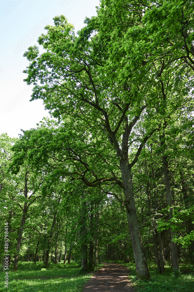 Fototapeta premium trees with green leaves in the park on a sunny day
