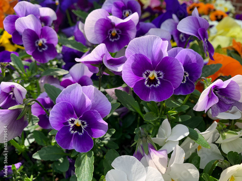 Violet white spring flowers viola cornuta close up, flower bed with horned violet pansies high angle view, floral spring wallpaper background