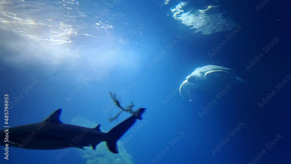 Scenic underwater photography. Shark and big turtle swim. Underwater world Scenic underwater photography. Shark and big turtle swim. Underwater world