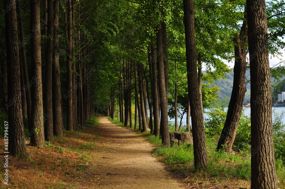 Fototapeta premium footpath in the forest