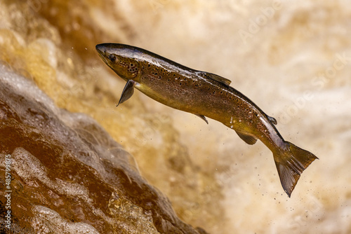 Atlantic Salmon leaping upstream during Salmon Run, UK