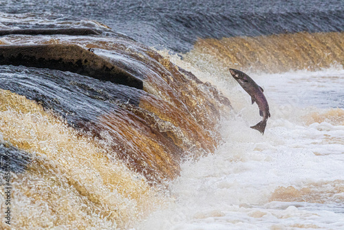 Atlantic Salmon leaping upstream during Salmon Run, UK photo