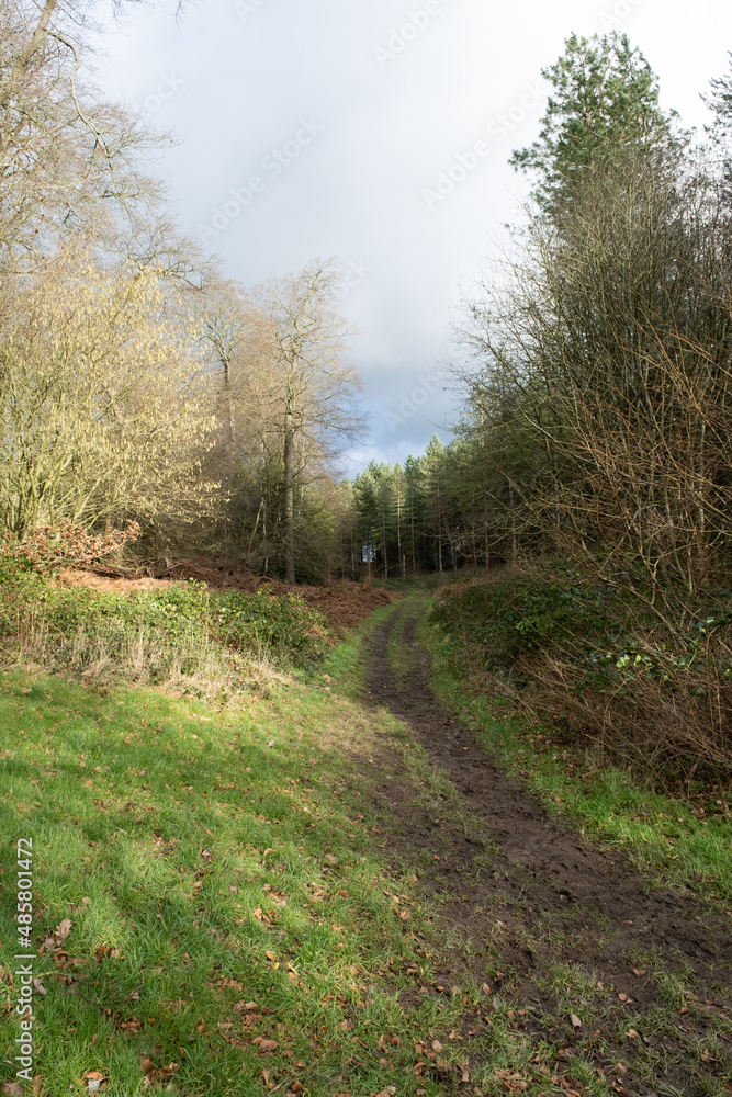 woods and countryside with blue sky