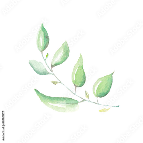 Watercolor green branch with leaves. illustration isolated on a white background. Hand painted green  plant. Botanical illustration. For logo, design, print or background