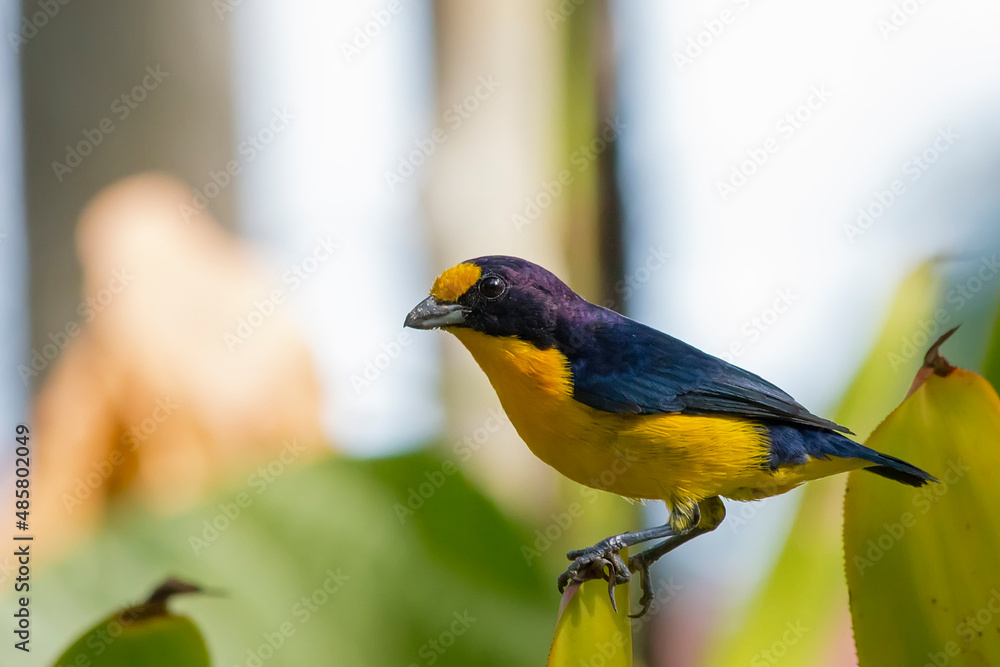 Fototapeta premium Violaceous Euphonia