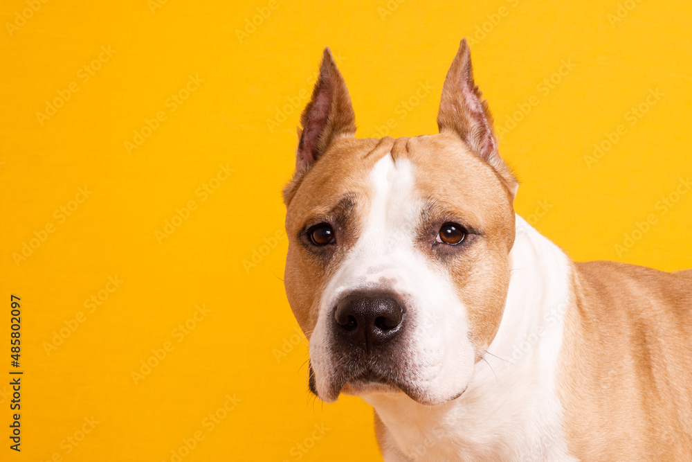 dog american staffordshire terrier close-up on a yellow background
